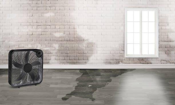 Best Water damage restoration cost  in Harvey, LA