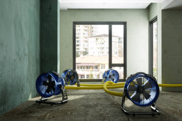 Best Basement water damage restoration  in Harvey, LA